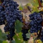 O'Vineyards Carcassonne ripening grapes
